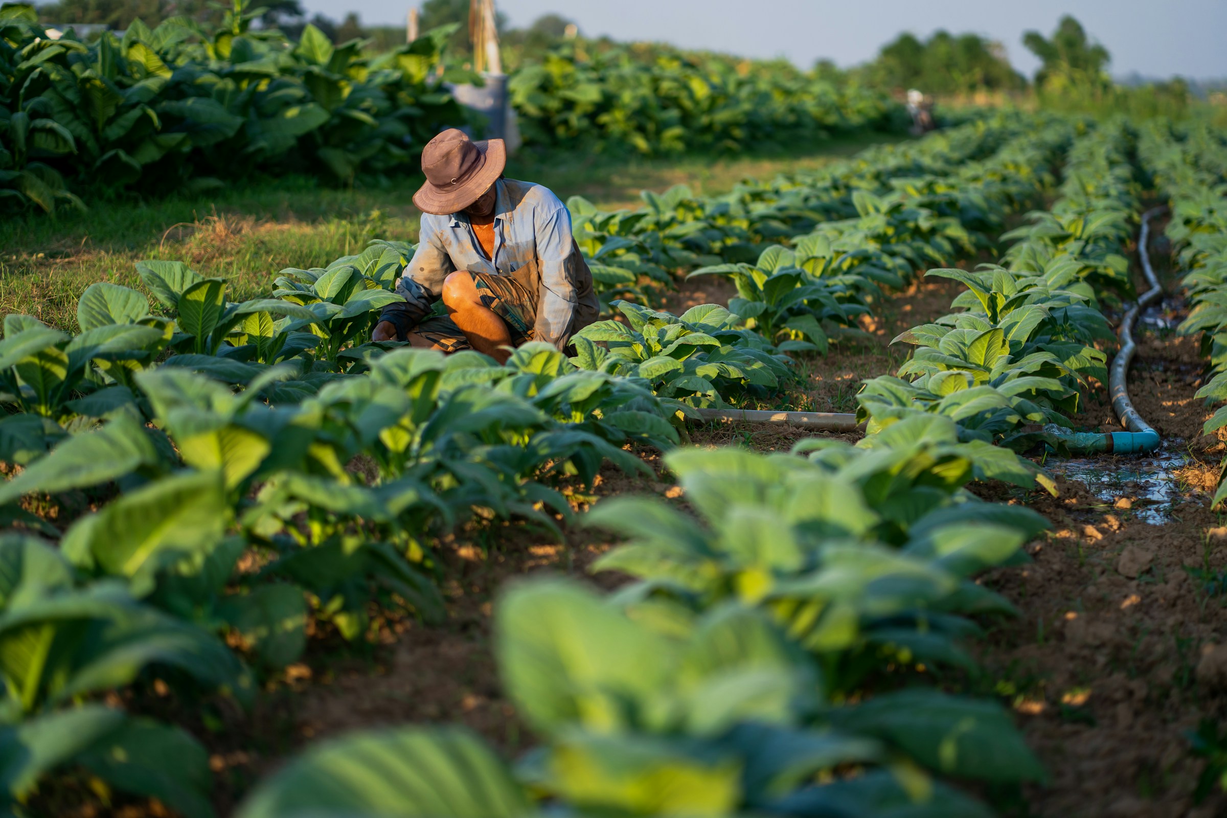 Agronomist inspecting plants in a field