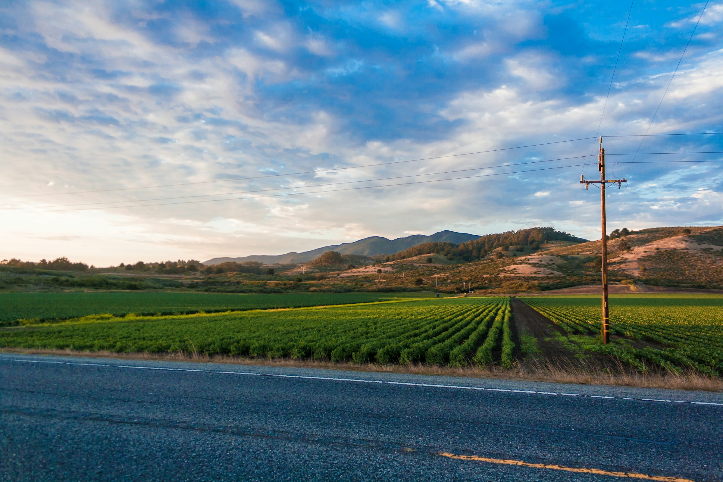 Rows of crops across cultivated farmland