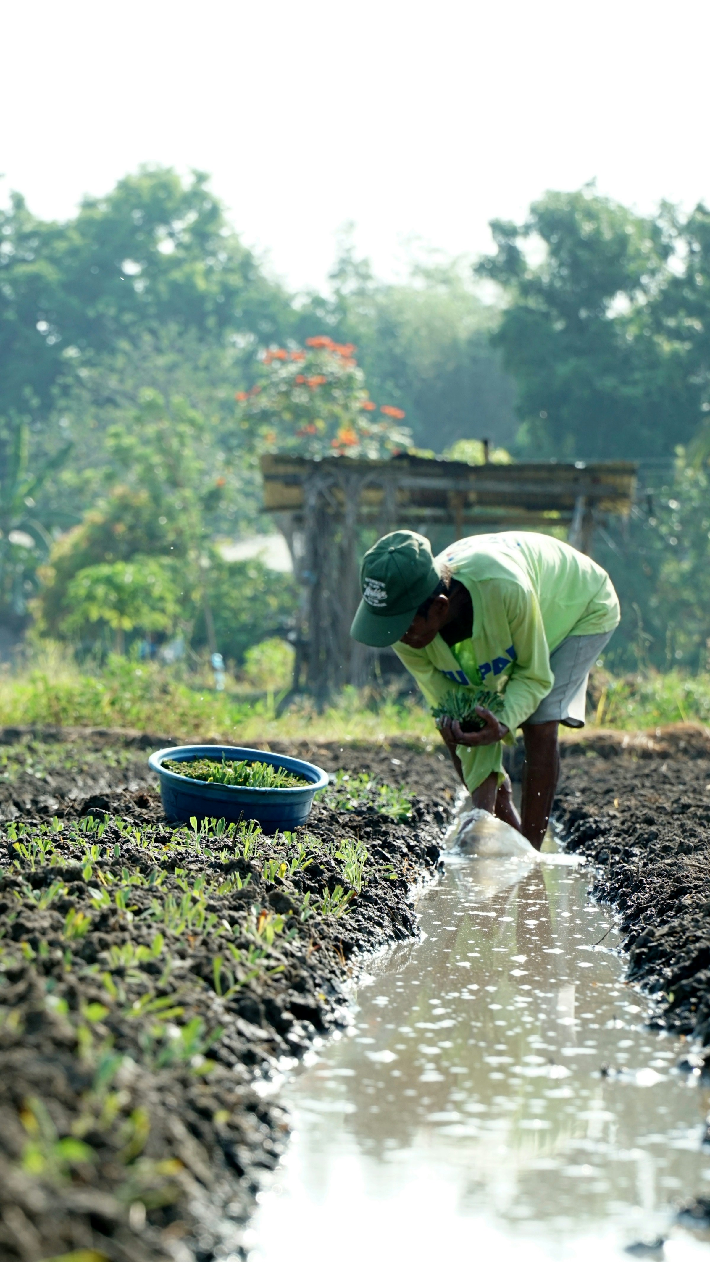 Farmer tending newly planted rows