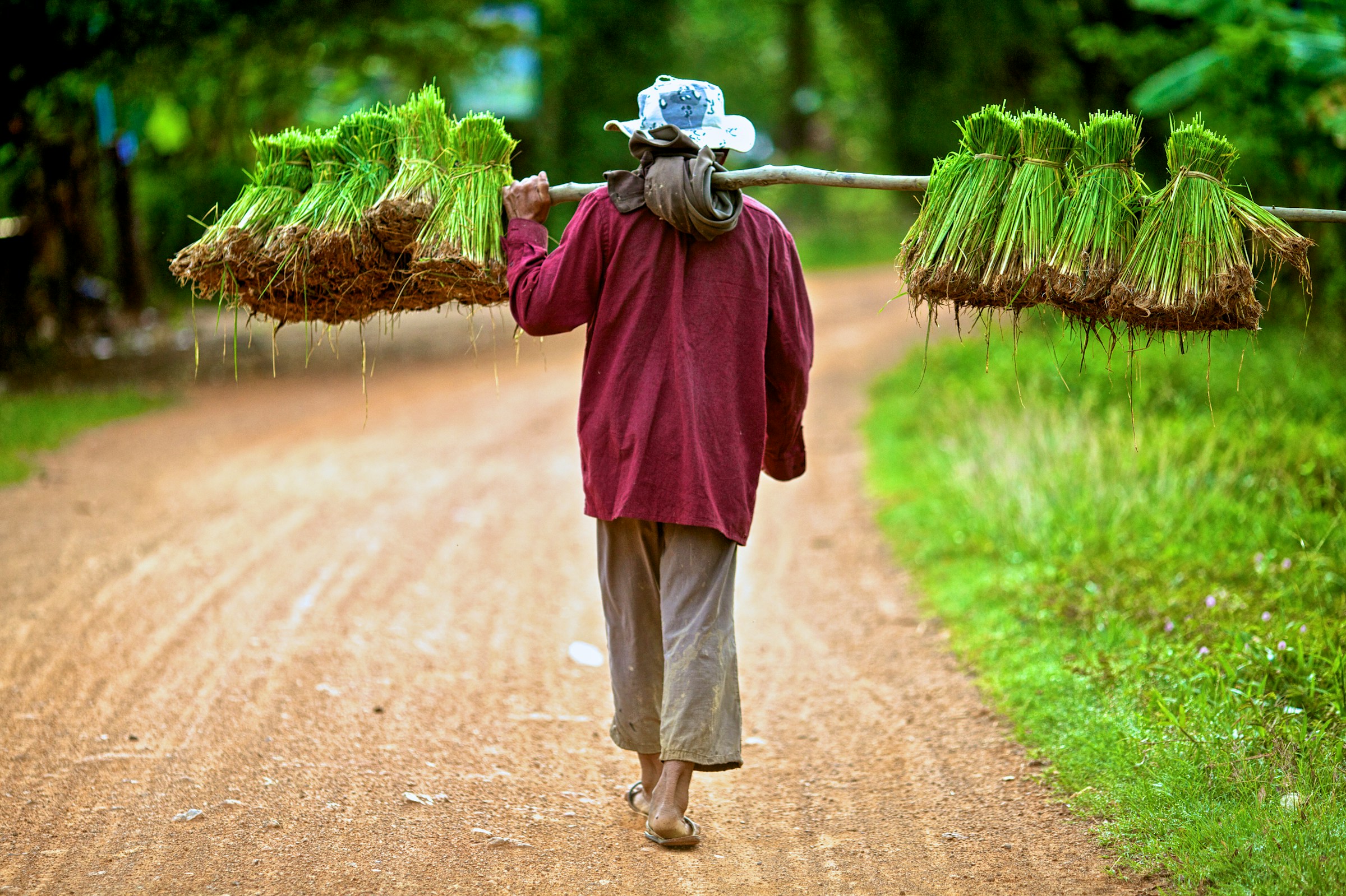 Illustrative crop field work in Cambodia