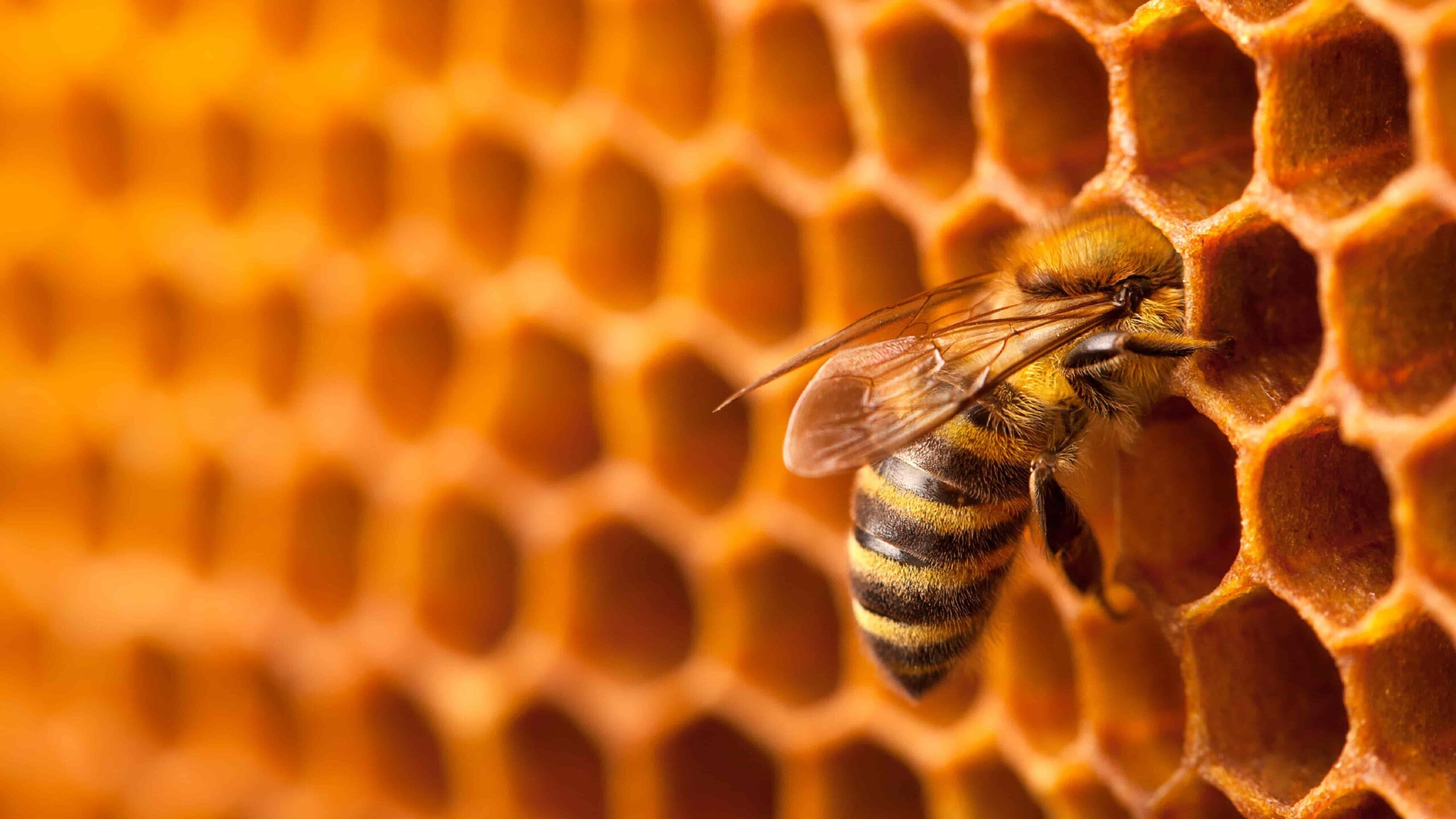 Bees pollinating flowers